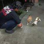 Hari Hewan Sedunia, Proses pemberian makanan kepada kucing